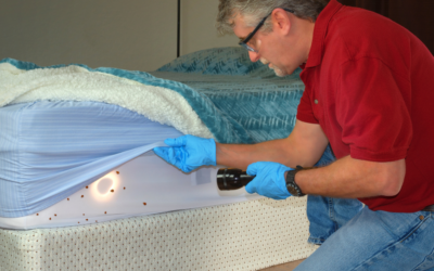 Bed Bug Exterminator Near Me | AZ’s Best Choice