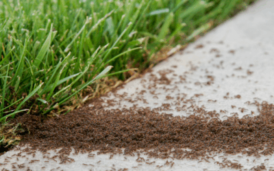 Yard Invasion? Ant Control Services to Improve Your Outdoor Oasis