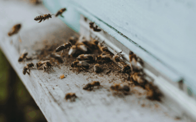 Safe & Humane Bee Hive Removal: What Arizona Homeowners Should Know